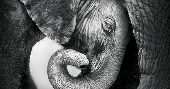 Baby elephant seeking comfort against mother's leg - Etosha National Park