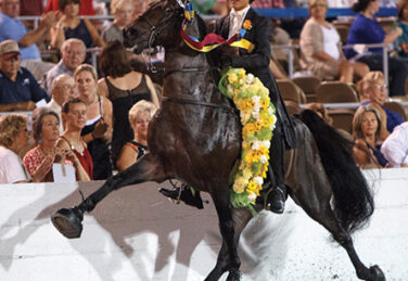 Tennessee walking horse with red eyes trots with exaggerated gait, dressed in flowers