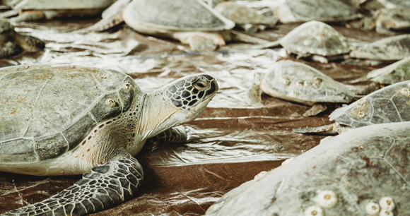 sea turtles crawl on tarp