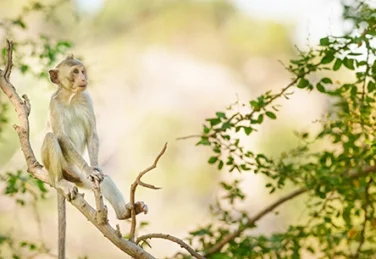small macaque sits on tree branch
