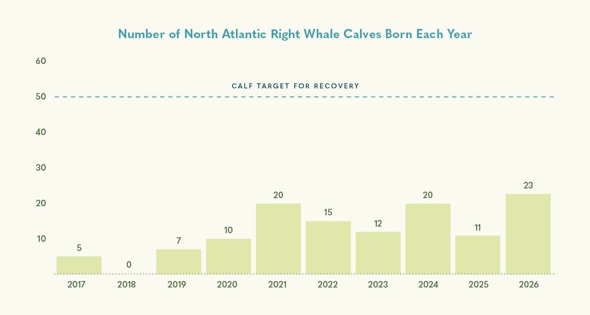 Number of North Atlantic Right Whale Calves Born Each Year 2017-2025
