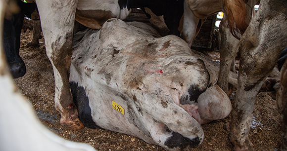 An injured cow lays on the floor of a transport truck at a Toronto-area slaughterhouse. The crowded conditions of the truck cause the other animals to trample her. Ontario, Canada, 2021. Louise Jorgensen / Animal Sentience Project / We Animals Media