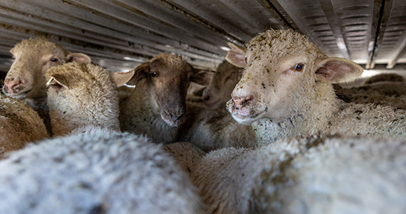 Lambs stand in extremely crowded conditions on the second level of a four-level transport trailer. Park City, Utah, USA, 2022. Wes Burdett / We Animals Media