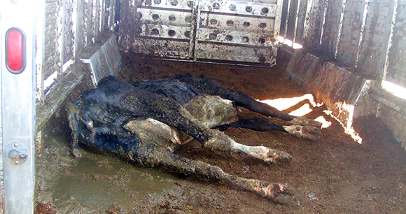 Downer cow on the dirty floor of a transport truck.