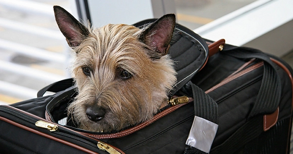 A dog's head peers out of a pet travel carrier bag.