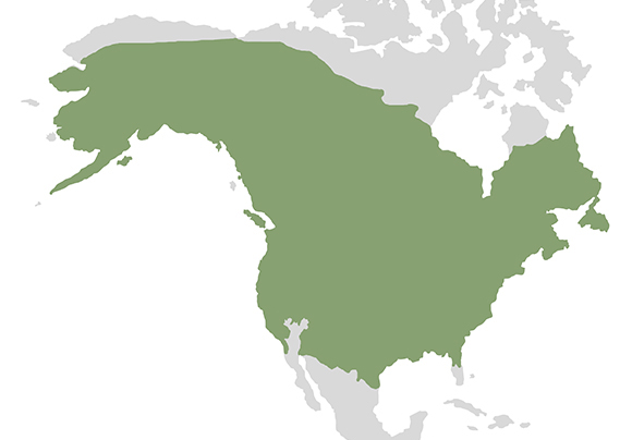 Graphic displaying the approximate historical range of beavers in North America, based on a map produced by the US Fish and Wildlife Service.