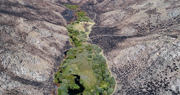 Beaver wetland in southcentral Idaho following a wildfire in 2018.