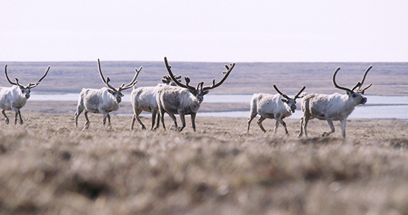 caribou in field