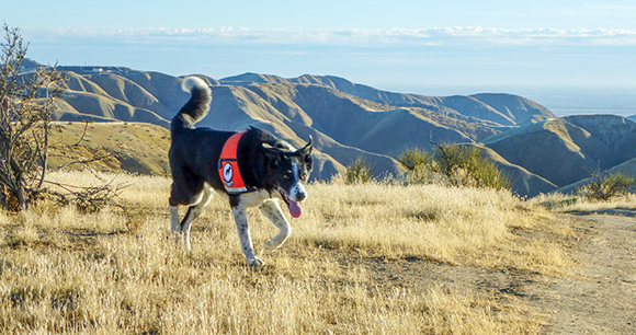 dog with vest runs near mountainside