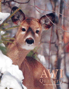 deer peers out from a snowy forest