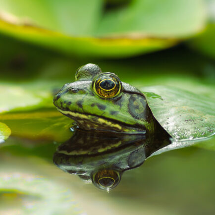 Green frog peeking out from under lily pad