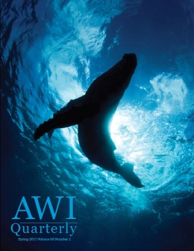 humpback whale calf in ocean