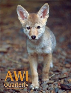 North American coyote pup