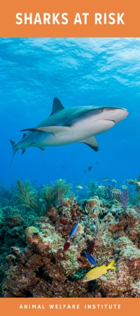 Brochure cover of Sharks at Risk