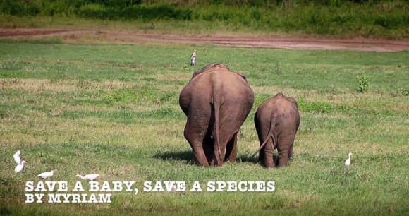Screenshot of the Myriam Burger's video, “Save a Baby, Save a Species," winner of the 2017 A Voice for Animals contest