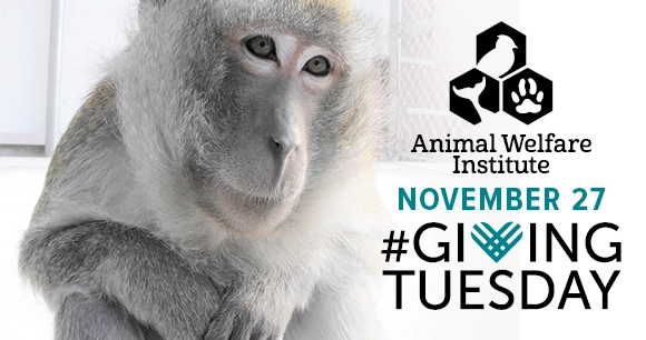 a macaque monkey sits with his hands clasped