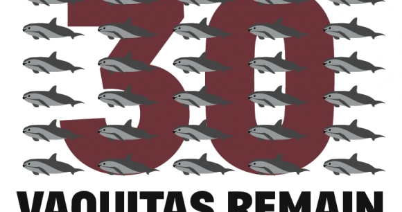 a graphic displaying vaquita porpoises with the words "30 vaquitas remain"