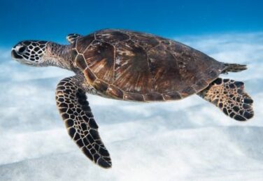 Green Sea Turtle