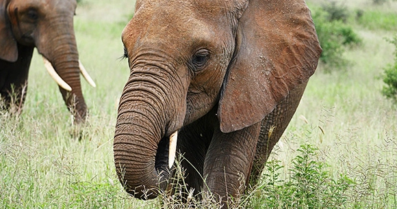 a young African elephant is followed by its mother in a grassy field