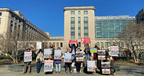 the Animal Welfare Institute, the American Wild Horse Campaign and more than 70,000 supporters rally to stop the largest wild horse roundup in US history