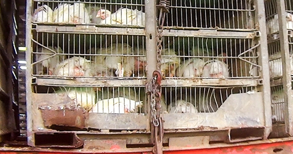 stacks of cages full of chickens getting ready for transport