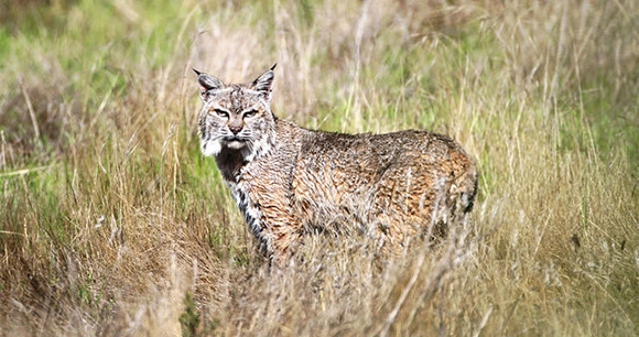a bobcat stands in a grassy field