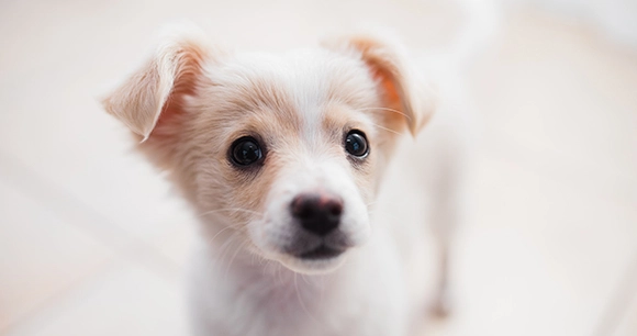 a puppy with flopped over ears stares at the camera