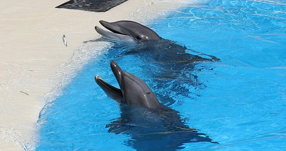 two dolphins in captivity with their snouts open waiting for food from their trainer