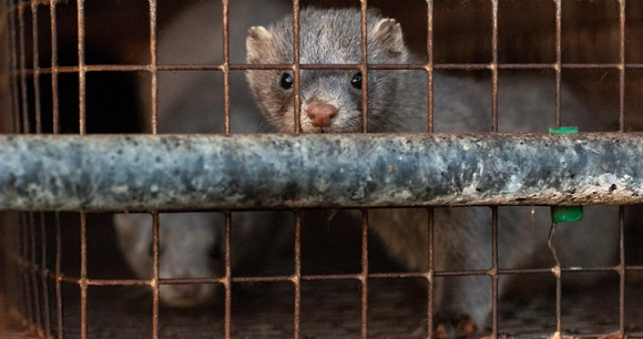 captive mink standing in a metal cage