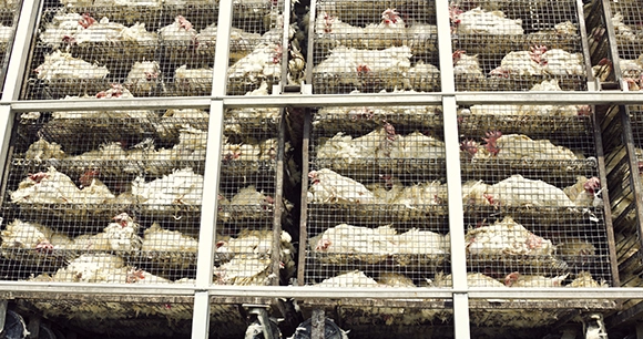 chickens packed tightly in rolling cages for slaughter