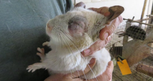 A baby chinchilla being held by a human at a supplier and displaying a swollen eye.