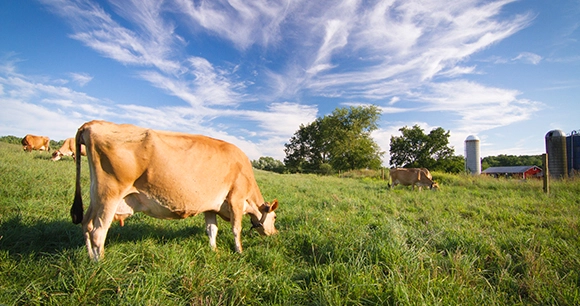 dairy cattle graze on grass at a dairy farm