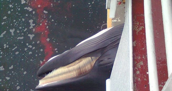 a dead minke whale hangs out of a whaling ship