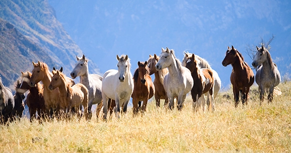 wild horse in mountains
