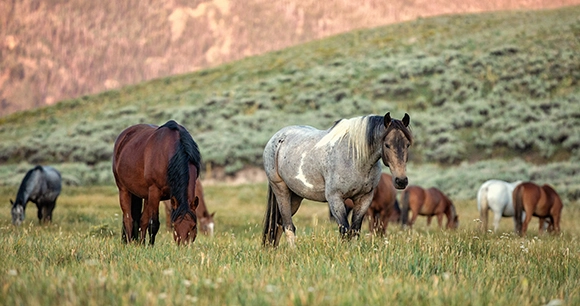 wild horses in rolling hills