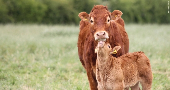 a brown cow and her calf wearing ear tags in a field