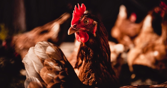 a close up of a hen standing amongst a flock of hens
