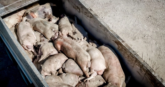 overhead view of truck full of dead pigs killed by ventilation shutdown