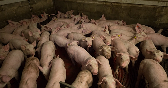 pigs packed together in slaugherhouse