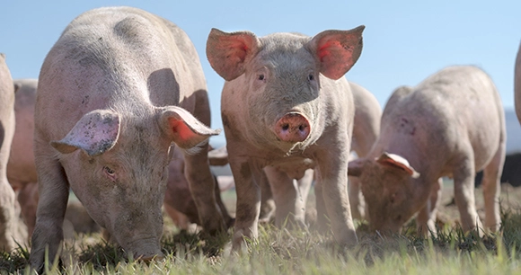a drove of muddy pigs in a field