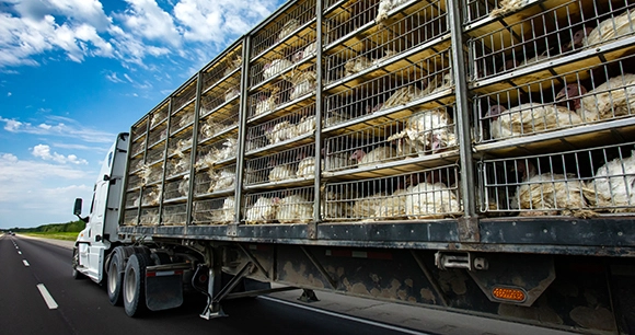 a semi truck hauling stacked cages of turkeys