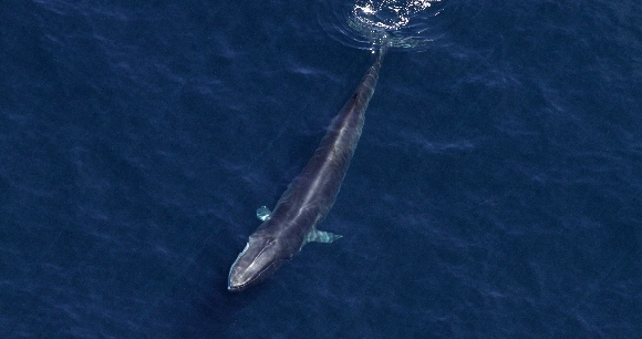 an overhead shot of a fin whale swimming at the ocean's surface