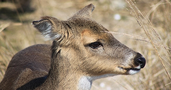 a close-up of a doe white-tailed deer