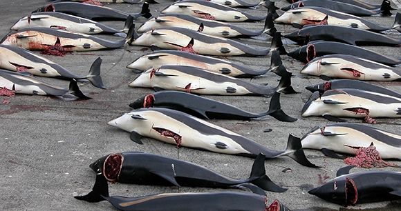 rows of fished whales on dock in the faroe islands