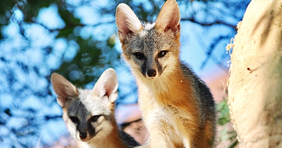 two gray foxes stand perched on rock