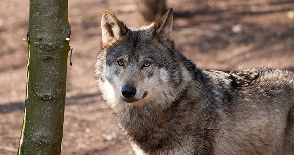 a close up of a gray wolf standing next to a tree trunk