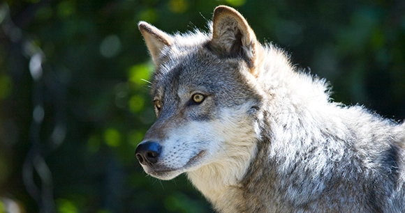 a gray wolf with an intense gaze