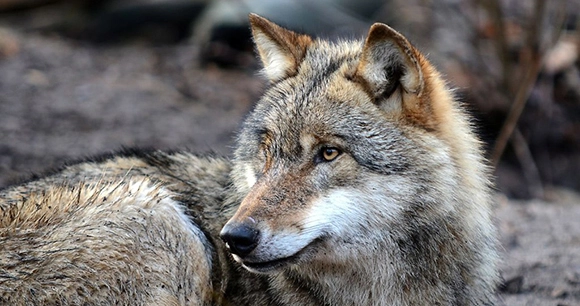a gray wolf lies on the ground but still stays alert