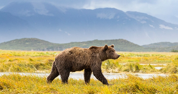 grizzly bear walking along river with mountain range in background