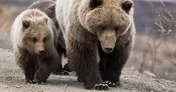 a grizzly bear sow leads her two cubs on a gravel trail